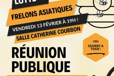 Réunion publique sur le frelon asiatique